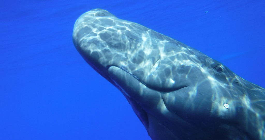 Улыбка кашалота.