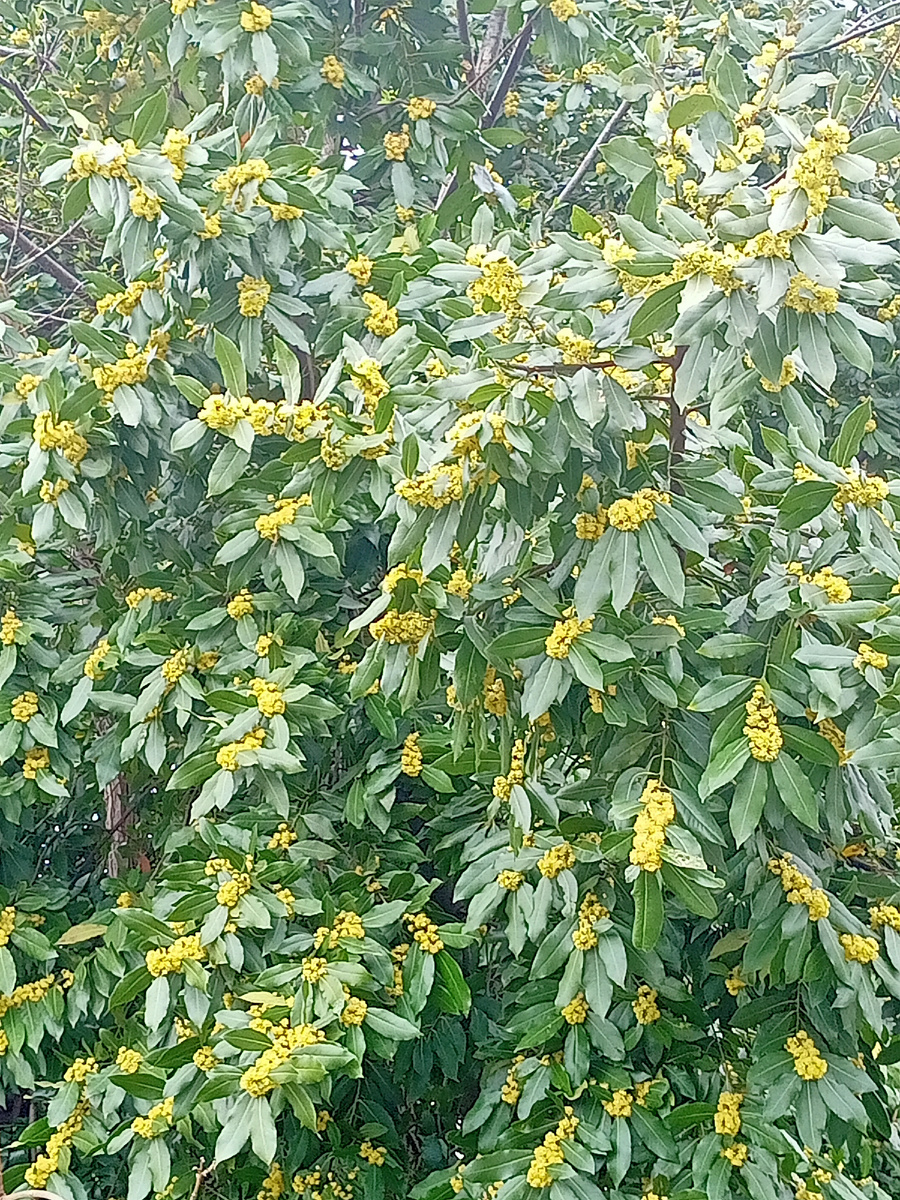 Лаврушка цветет!