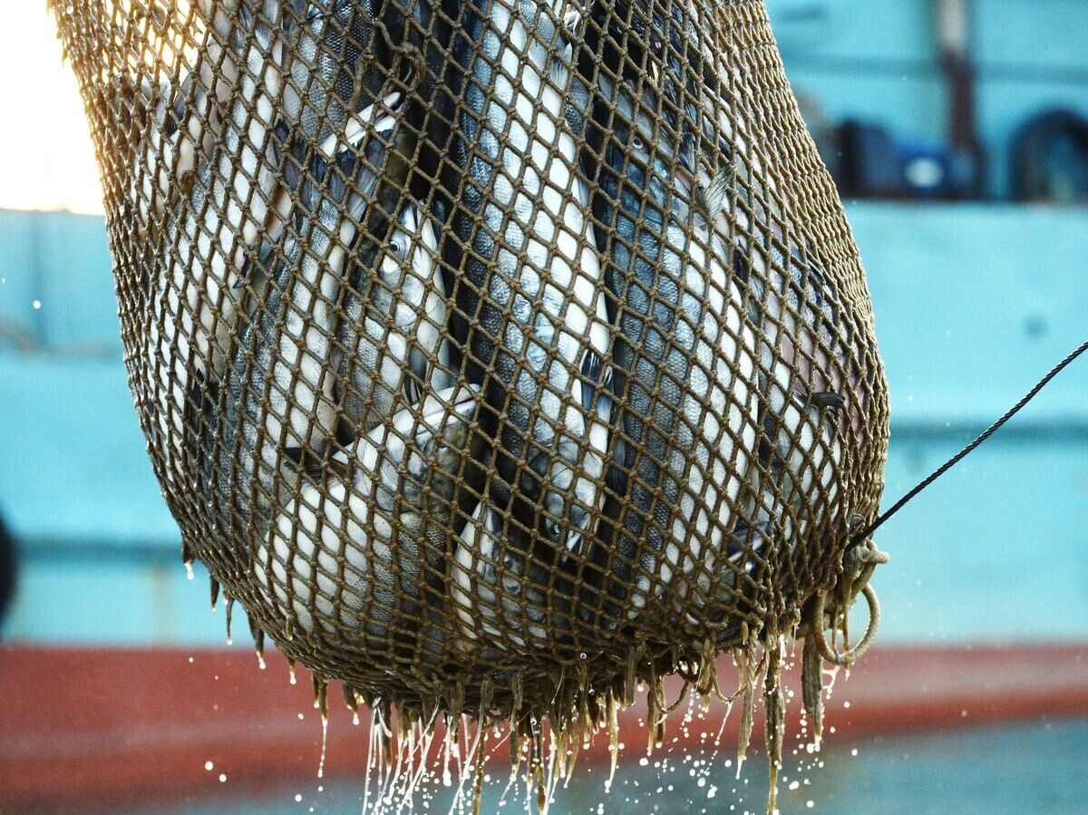    Лов лососевых у побережья Беренгова моря© РИА Новости . Андрей Шапран