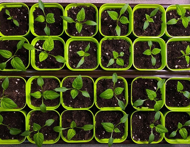 Хроники фазенды: март