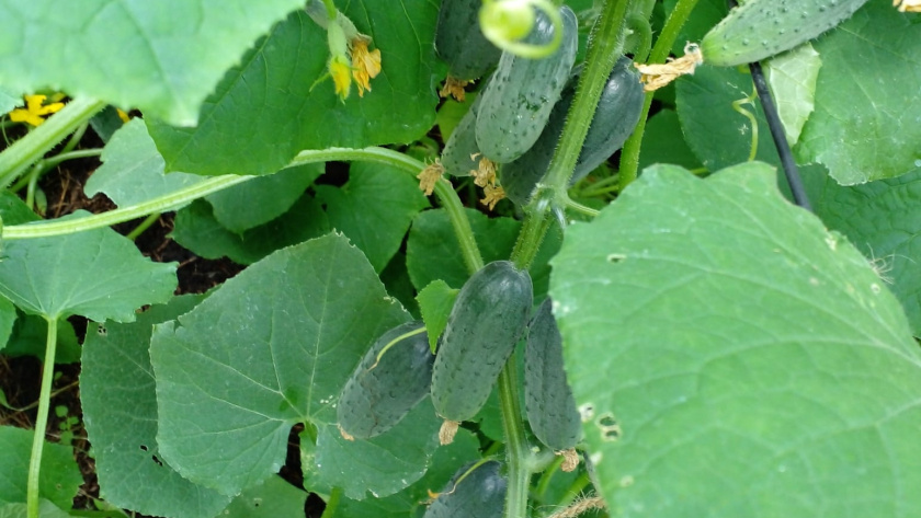    фото smilekaluga.ru