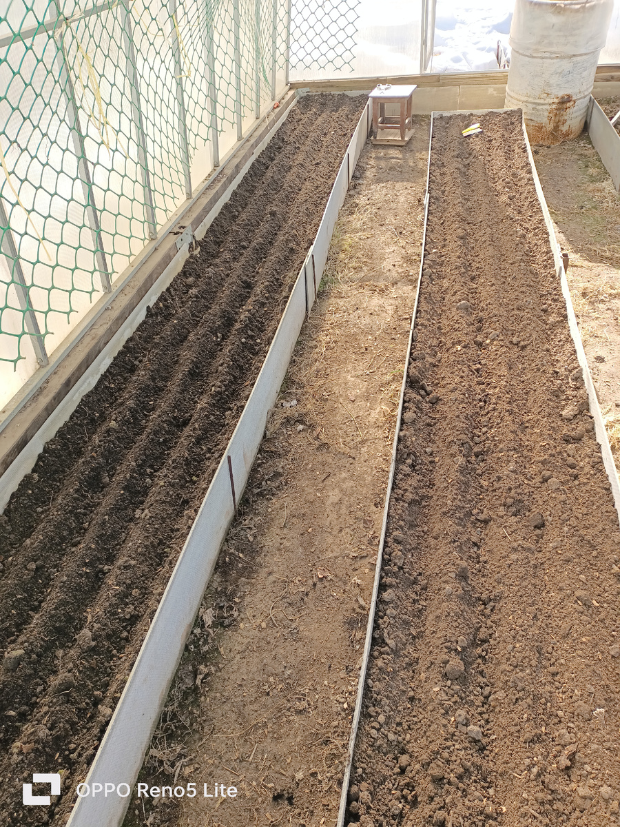 Минут 15 на подготовку. Плюс осенней перекопки.