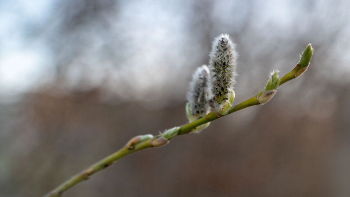    Фото: Сергей Зубков/«Ямал-Медиа»
