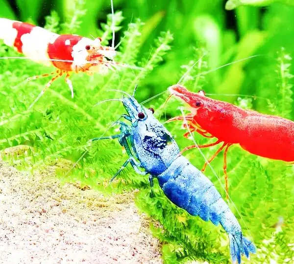 Удивительный мир креветок: полный гид по уходу