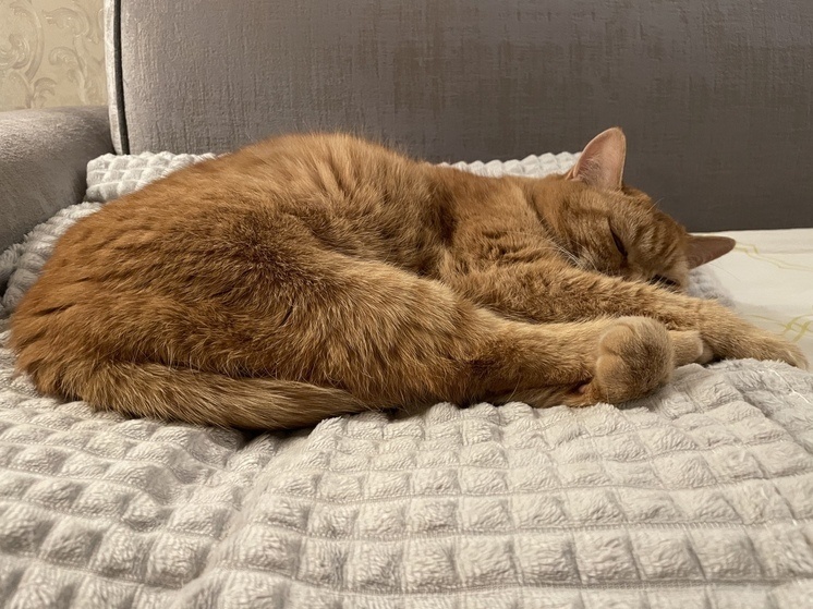     Мозг во время сна реагирует на мерцающий свет и постоянные изменения яркости. Фото: Архив МК в Великом Новгороде