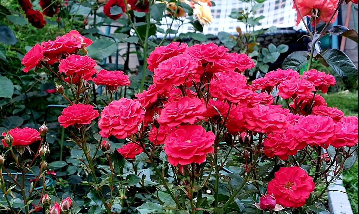 Г.Х. Андерсен. Флорибунда