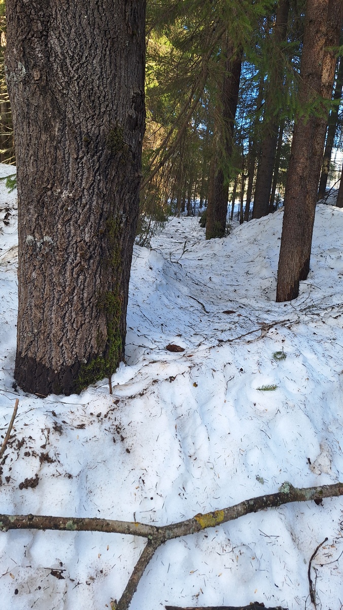 Март в лесу