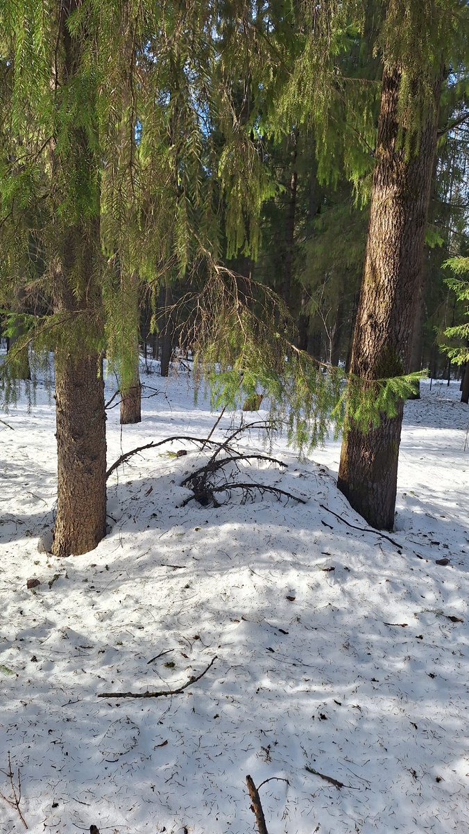 Март в лесу