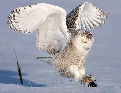 Изображение взято с сайта  https://www.edu.severodvinsk.ru/after_school/obl_www/2012/work/hohlova/vkladki/2.html