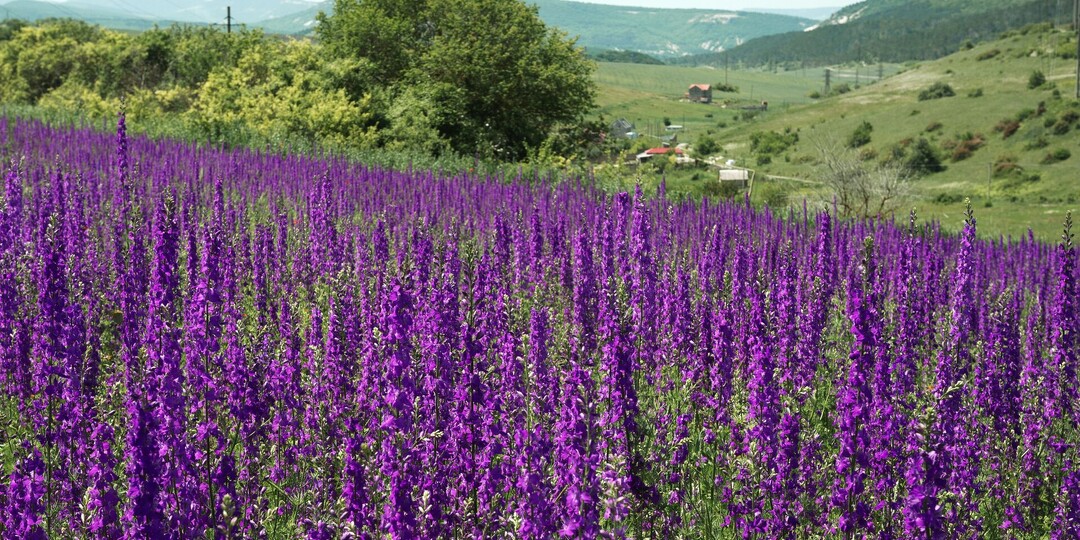 Дачников предупредили о тюремном сроке за выращивание шалфея