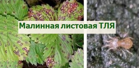 малинная листовая тля