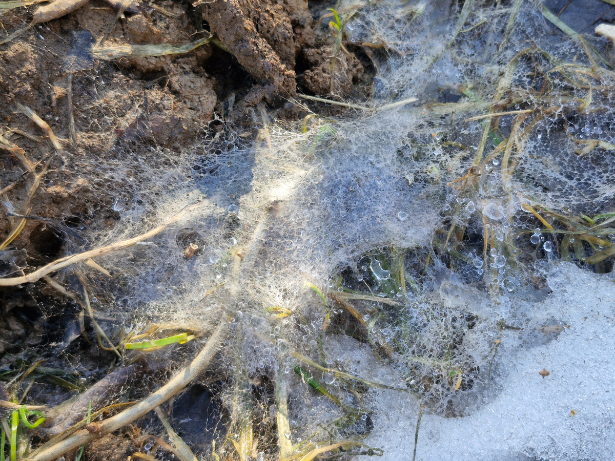 Снежная плесень