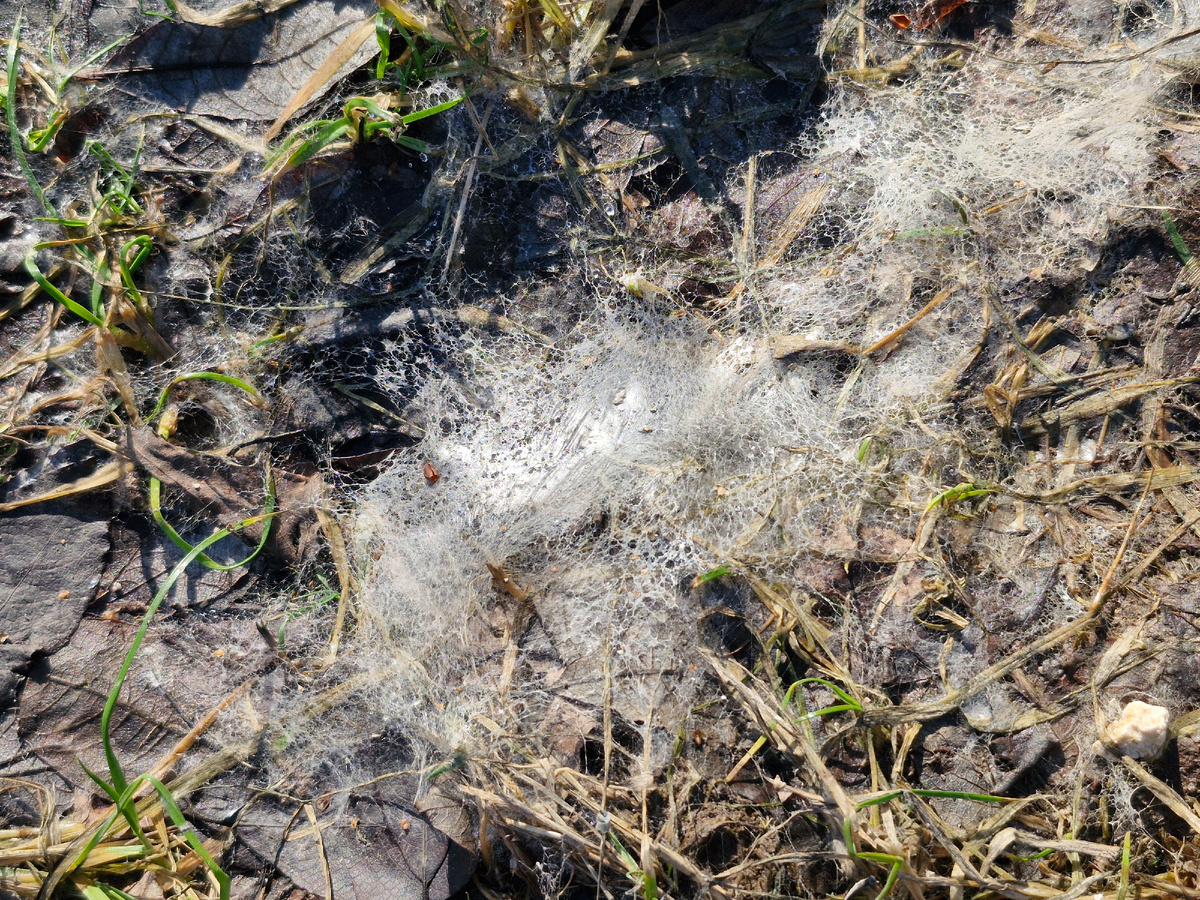 Снежная плесень, фото автора