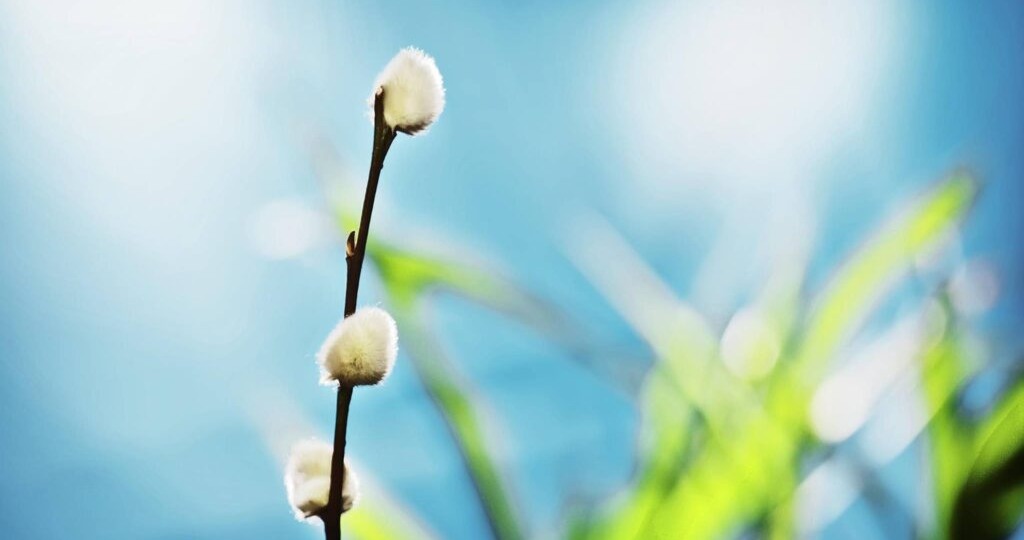 Гороскоп на неделю с 30 марта по 5 апреля