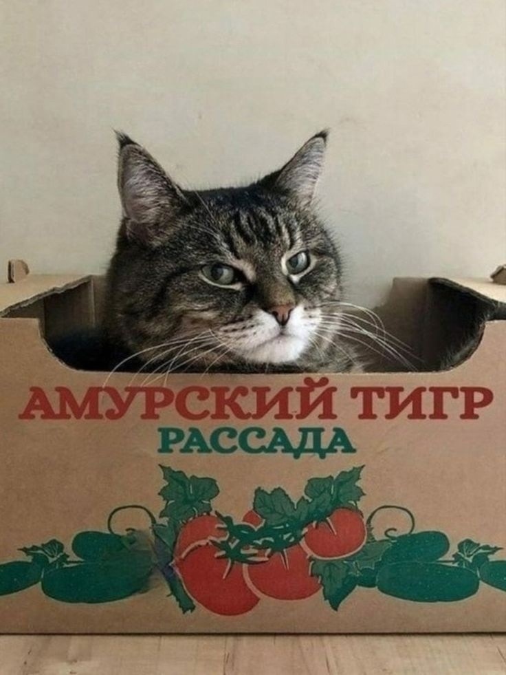 иллюстрация из яндекс картинки.