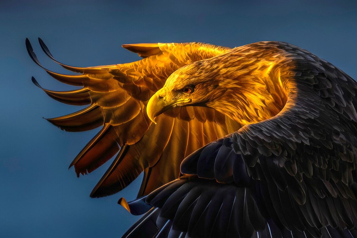 Иван Боровков, Золотая медаль АФ «Евразия», HOYA 1st Prize, Навстречу солнцу