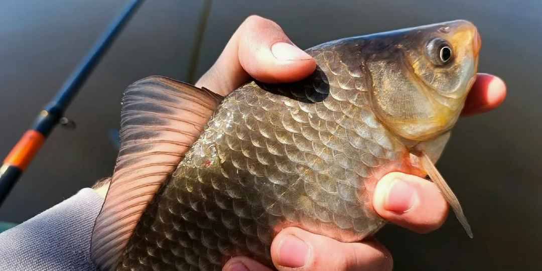 Мелкий карась замучил, а крупного нет: проверьте эти ошибки прямо сейчас