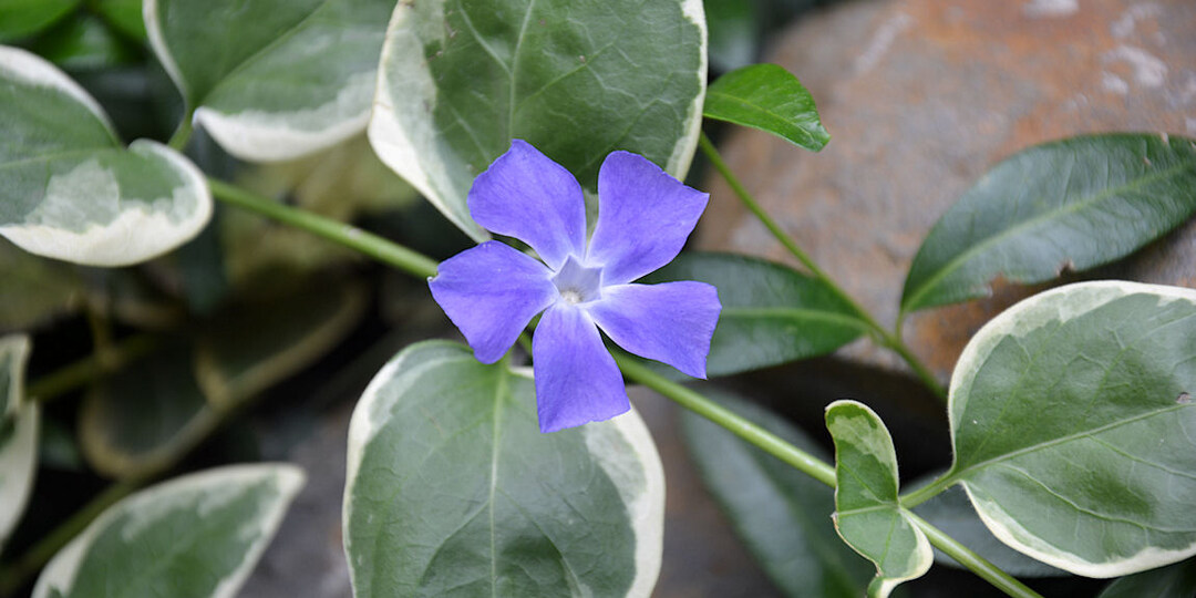 Смотрите, красота в марте в моём саду. Никогда не понимала, почему барвинок называют сорняком