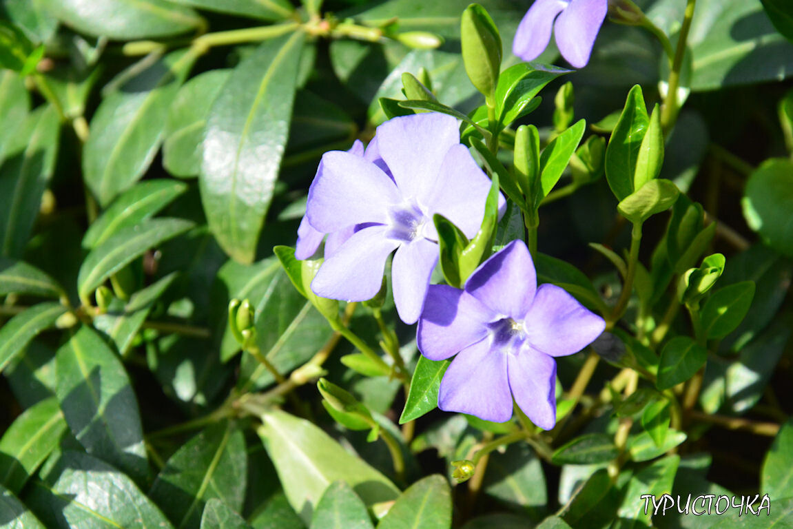 Барвинок малый. Март 2026