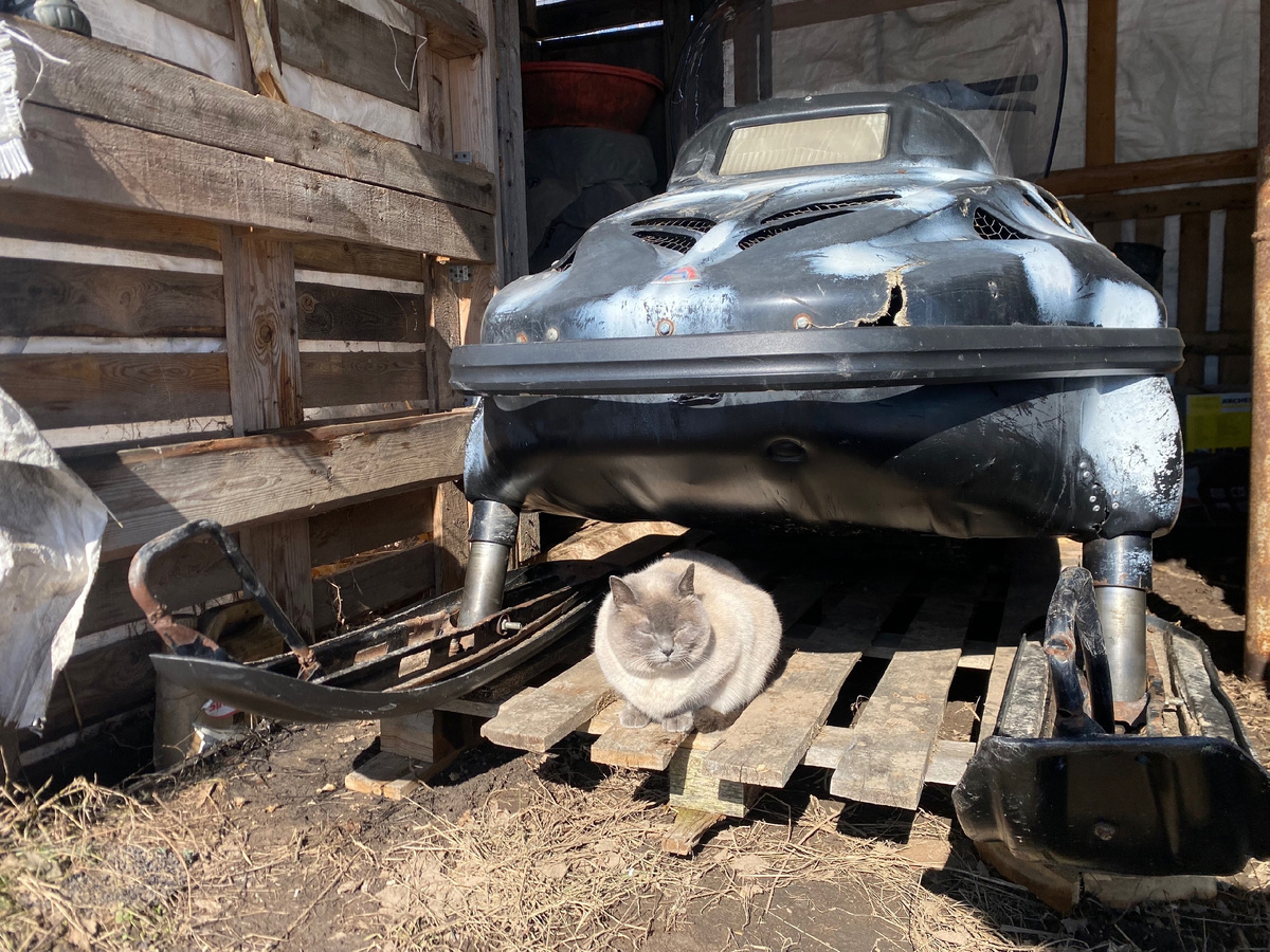 Не поселившийся у нас кот, конечно, но внешне похожа. И тоже на солнышке греется