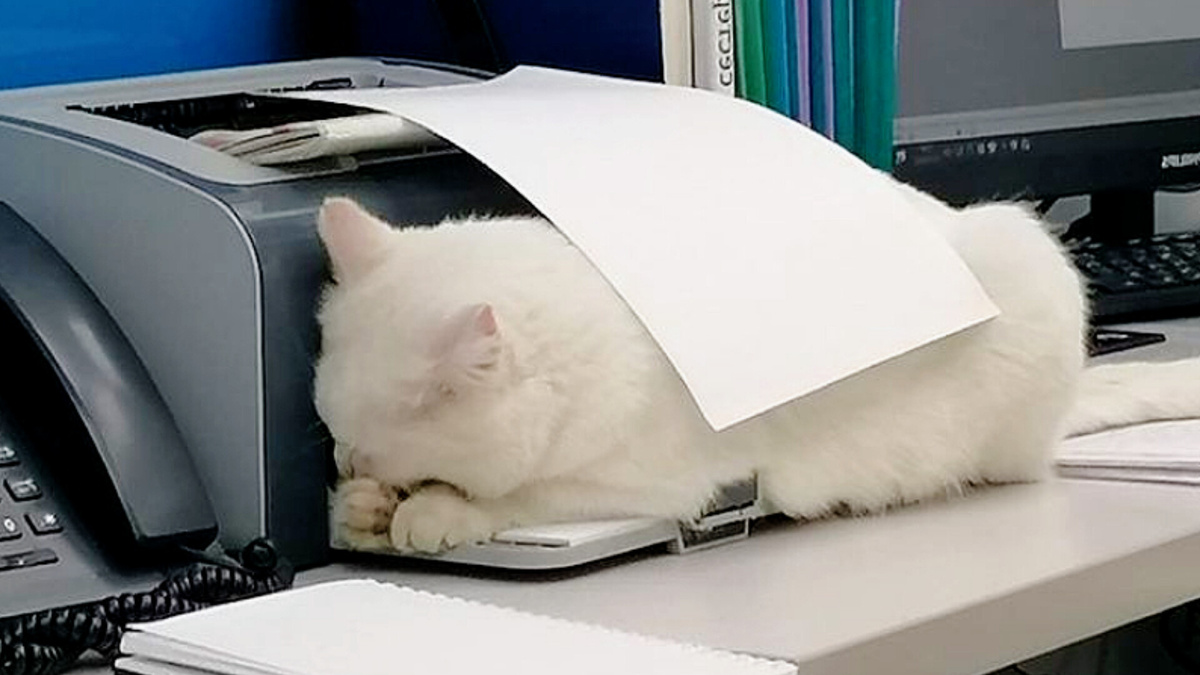 Зато коты блестяще охраняют хозяев от уныния