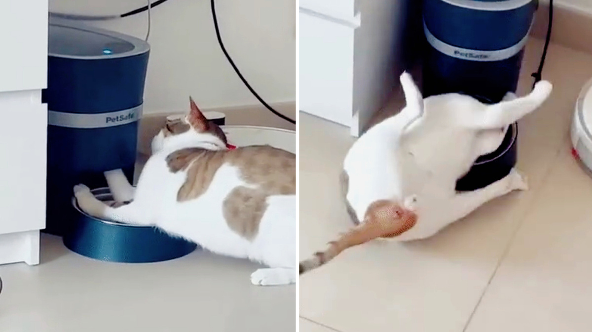 Отдавай мою еду, треклятая жестянка! 