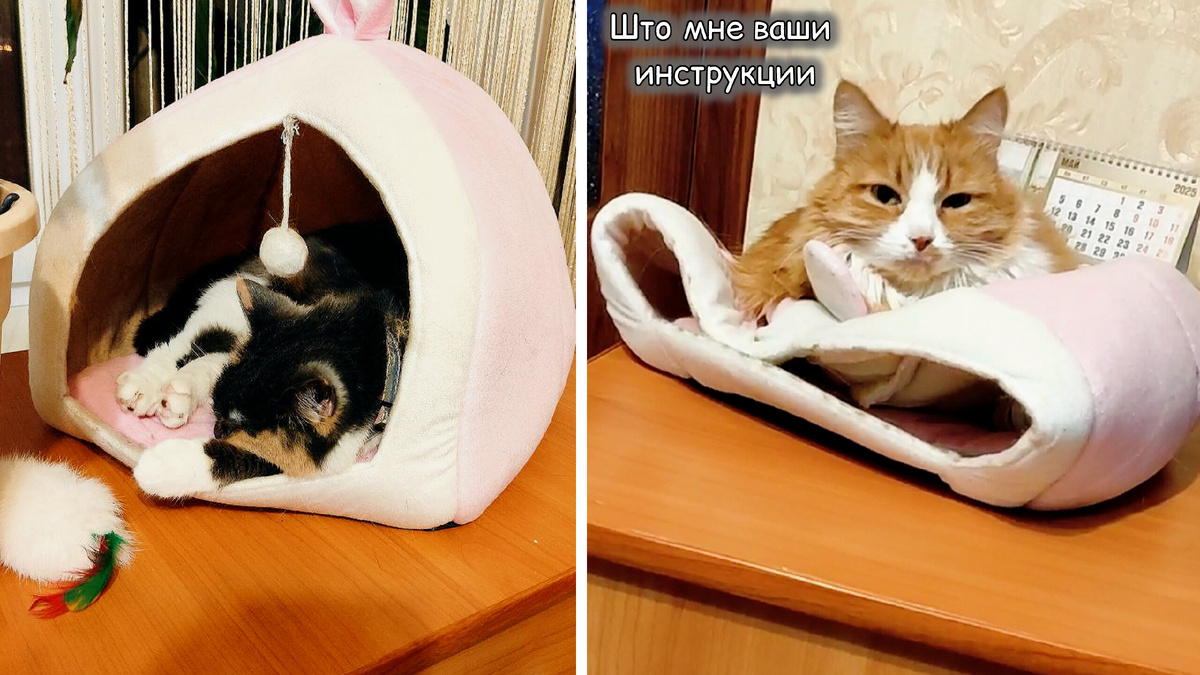 Домик один, "мнение" разное