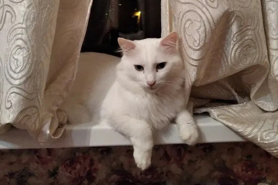    Любимец семьи пропал во время взрыва ночью 24 марта. Фото: читатель КП-Крым