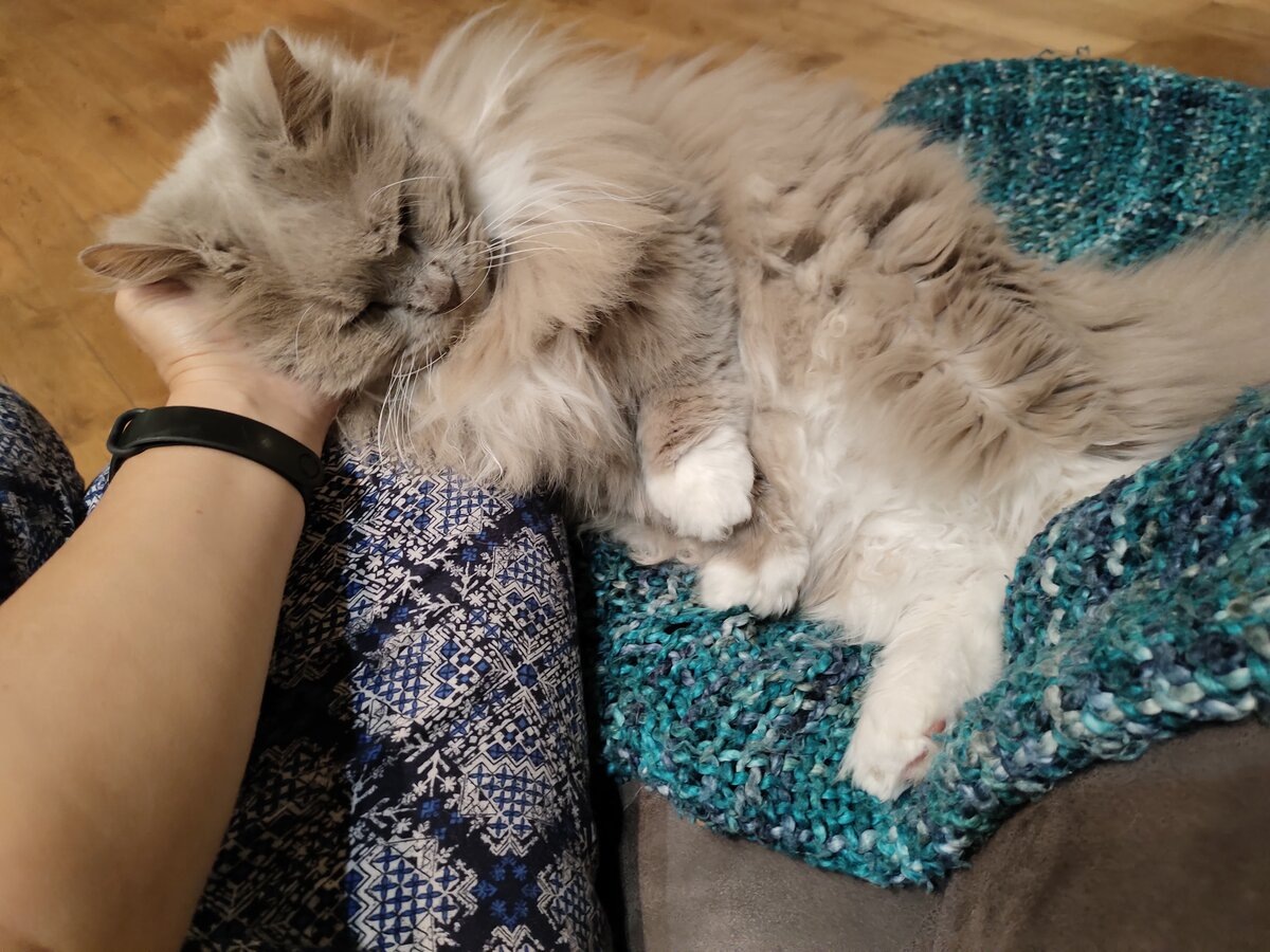 Питерский котик Бим