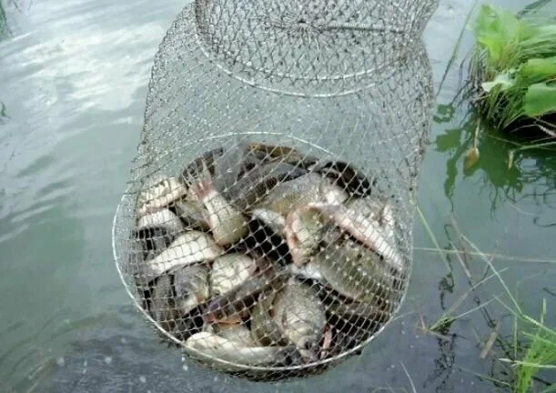 Яндекс Картинки