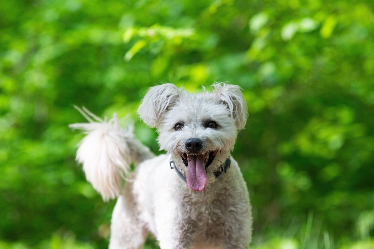    Облысение хвоста — это симптом проблем со здоровьем или психикой у собаки
