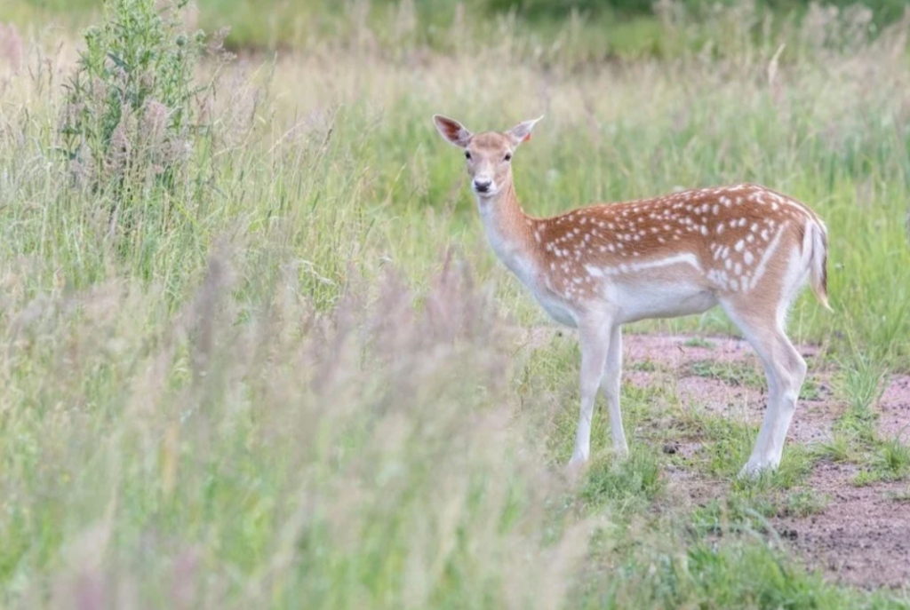    Источник фото Комсомольская правда Редактор