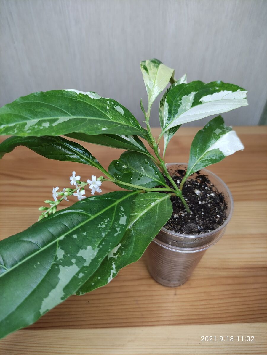 Мой цитарексилум в молодости))