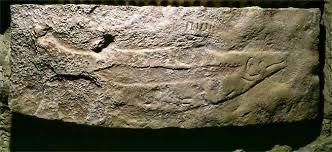 Самая древняя скульптура рыбы (23 000 лет назад). Это барельеф лосося, одна из древнейших известных реалистичных скульптур рыбы в истории человечества.
Где находится: Долина Везер, Франция (объект ЮНЕСКО).