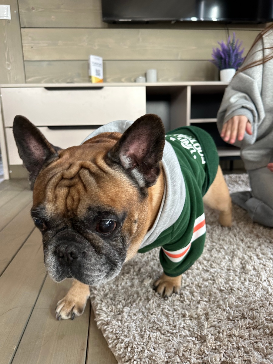 Проживание с домашними животными при аренде дома или коттеджа становится всё более востребованной услугой. Для многих владельцев питомцев отпуск или выходные — это возможность провести время вместе с четвероногим другом, не расставаясь с ним. Однако не все базы отдыха и арендодатели готовы принимать гостей с животными, а у некоторых действуют строгие ограничения по породам или размерам. Рассмотрим, какие варианты существуют и чем они отличаются.

Большинство современных баз отдыха и отелей, ориентированных на семейный отдых, предлагают услуги для гостей с питомцами. Такие места обычно обозначаются как «дог-френдли». Здесь для животных предусмотрены отдельные удобства: миски для еды и воды, специальные зоны для выгула, а иногда даже услуги по уходу за питомцами. 
Однако не все дог-френдли базы отдыха одинаково лояльны. В некоторых случаях за размещение с животным взимается дополнительная плата, могут быть ограничения по весу, породе или количеству питомцев. Иногда администрация просит соблюдать определённые правила: не оставлять животных без присмотра, убирать за ними, не допускать в определённые зоны (например, рестораны или бассейны). Поэтому перед бронированием важно уточнить все детали, чтобы избежать неприятных сюрпризов.

Особое место среди комплексов отдыха занимает Garnet Холидэй Грин Форест. Эта база отдыха в Подмосковье (Ступинский район, село Мышенское) предлагает аренду коттеджей для семей с детьми, компаний и, что особенно важно, — с любыми домашними животными без исключений. Здесь не делают различий между породами, размерами или количеством питомцев. Вы можете приехать с собакой, кошкой, кроликом или даже несколькими животными сразу — администрация приветствует всех. 

Выбирая место для отдыха с животными, обращайте внимание на политику базы отдыха или арендодателя. Если вы ищете максимальную свободу и отсутствие ограничений, Garnet Холидэй станет идеал