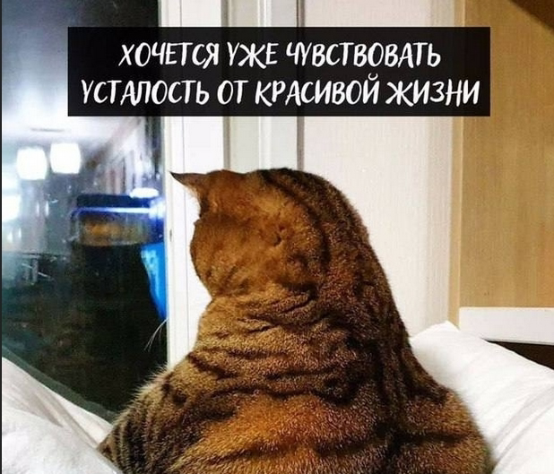 Мэм из бесплатных источников.