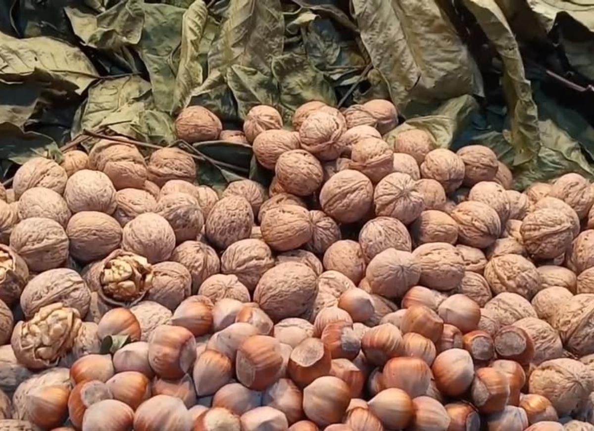 ГРЕЦКИЙ ОРЕХ ИДЕАЛ В РОССИИ: ПОСАДКА В ОТКРЫТЫЙ ГРУНТ, ВЫРАЩИВАНИЕ И УХОД