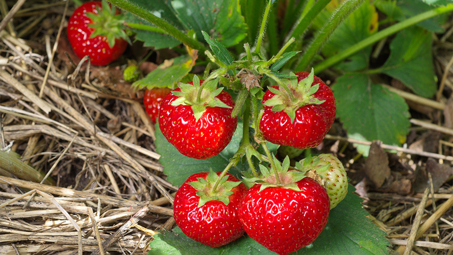 Вот как выглядит настоящая клубника. Лиан вы не увидите