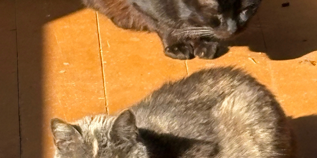Кошка Мышка задала тренд на принятие солнечных ванн
