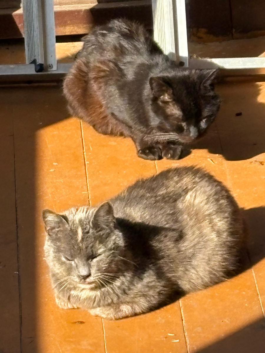 Мышка с Тимошей загорают у нас на веранде. Везде фото автора.