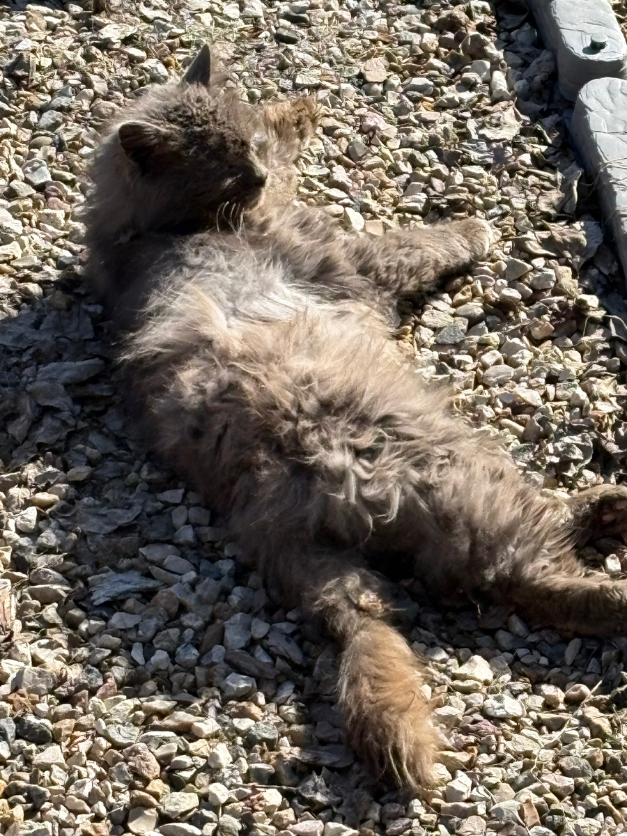 Дымок решил загорать на камешках.