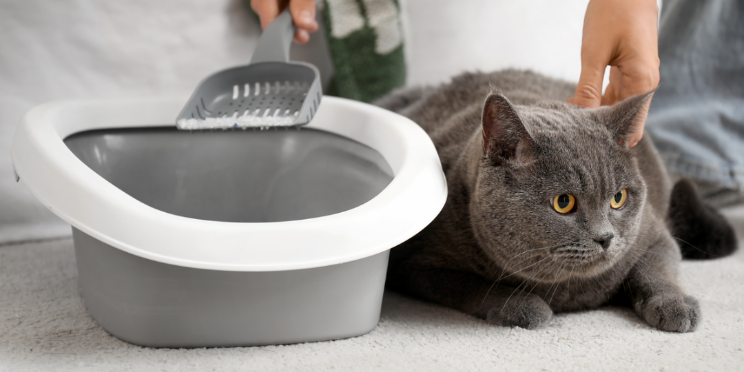 Кошка перестала закапывать в лотке: это не вредность, и вот почему нельзя ругать питомца