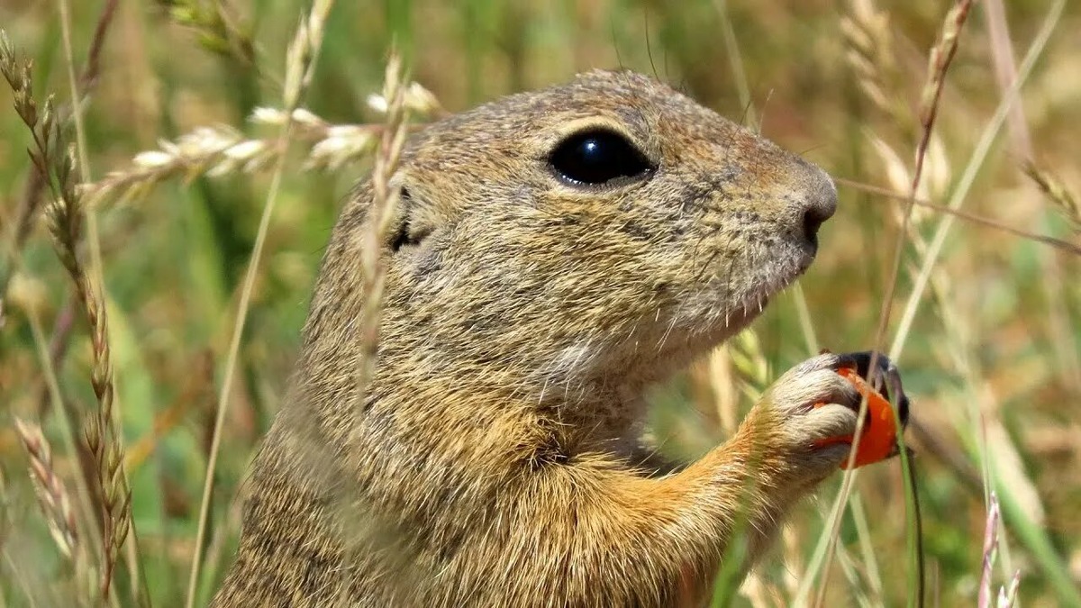 Фото https://avatars.mds.yandex.net/i?id=e3ff8217afdb205176efd5893b21a8e4_l-4395164-images-thumbs&n=13