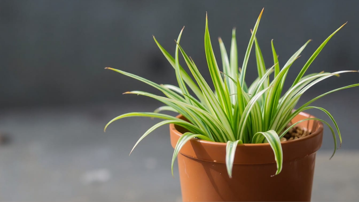 5 ошибок, которые убивают 99% комнатных цветов