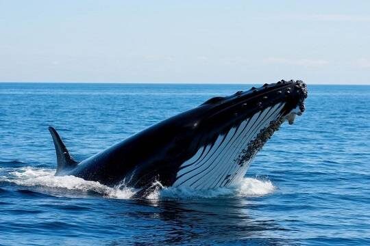    Эксперты сообщили об ухудшении состояния кита, застрявшего на мелководье в ФРГ (фото: shedevrum.ai)