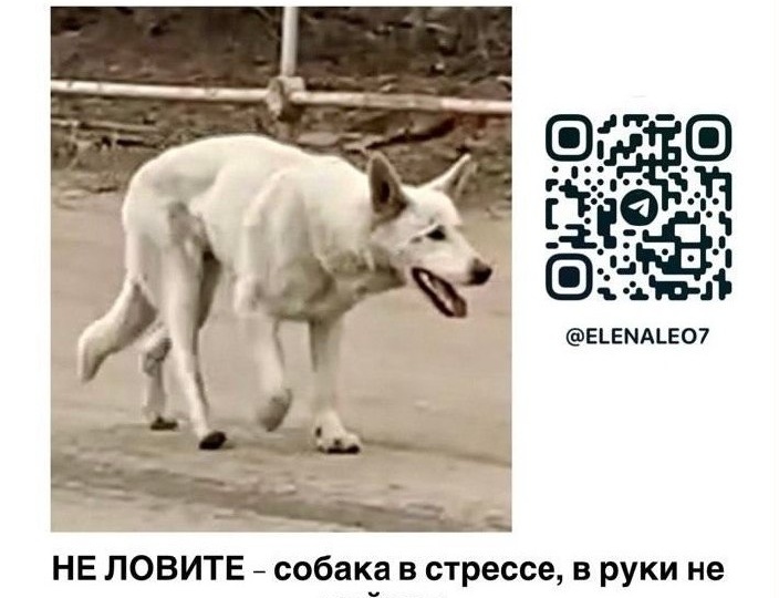 ⚠️ Александров, замечена собака, очень похожая на БШО