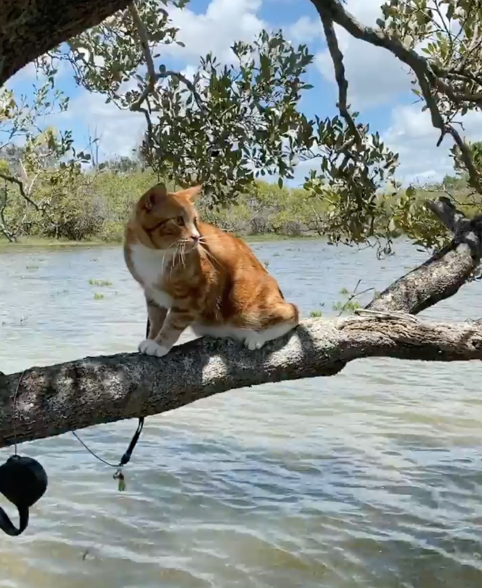    Представители этой породы нуждаются в сбалансированном рационе, общении с владельцем, регулярном вычесывании и ветеринарном сопровождении