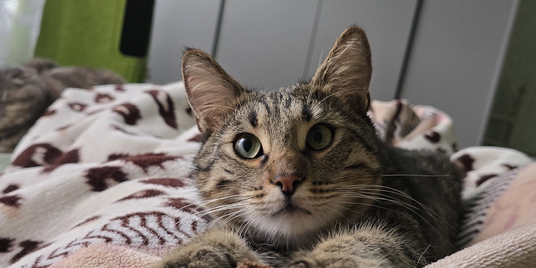 Оди ищет дом🙏