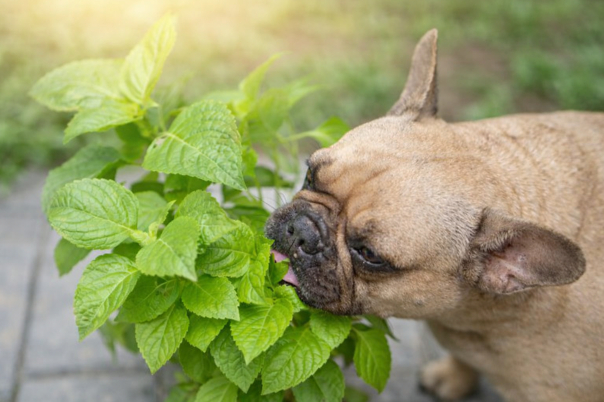 Собака ест листья