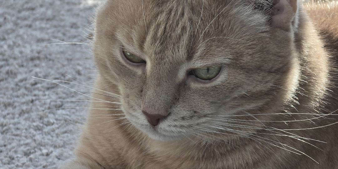 Сейчас будет триллер. Слабонервным не читать((